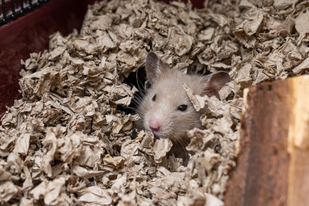 mice in attic